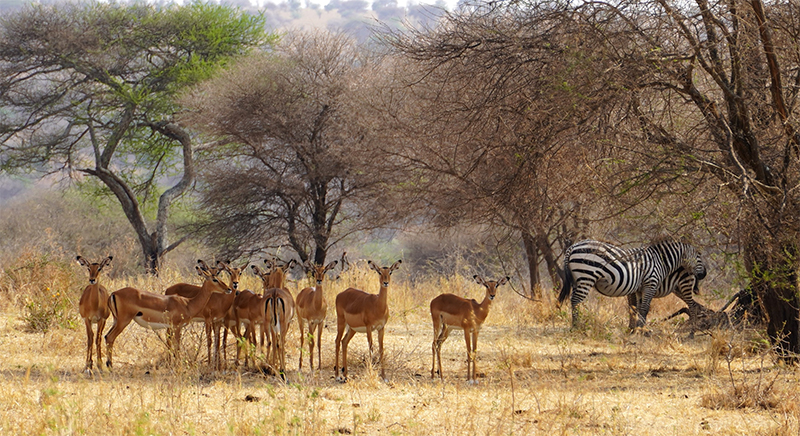 Tarangire, antilope